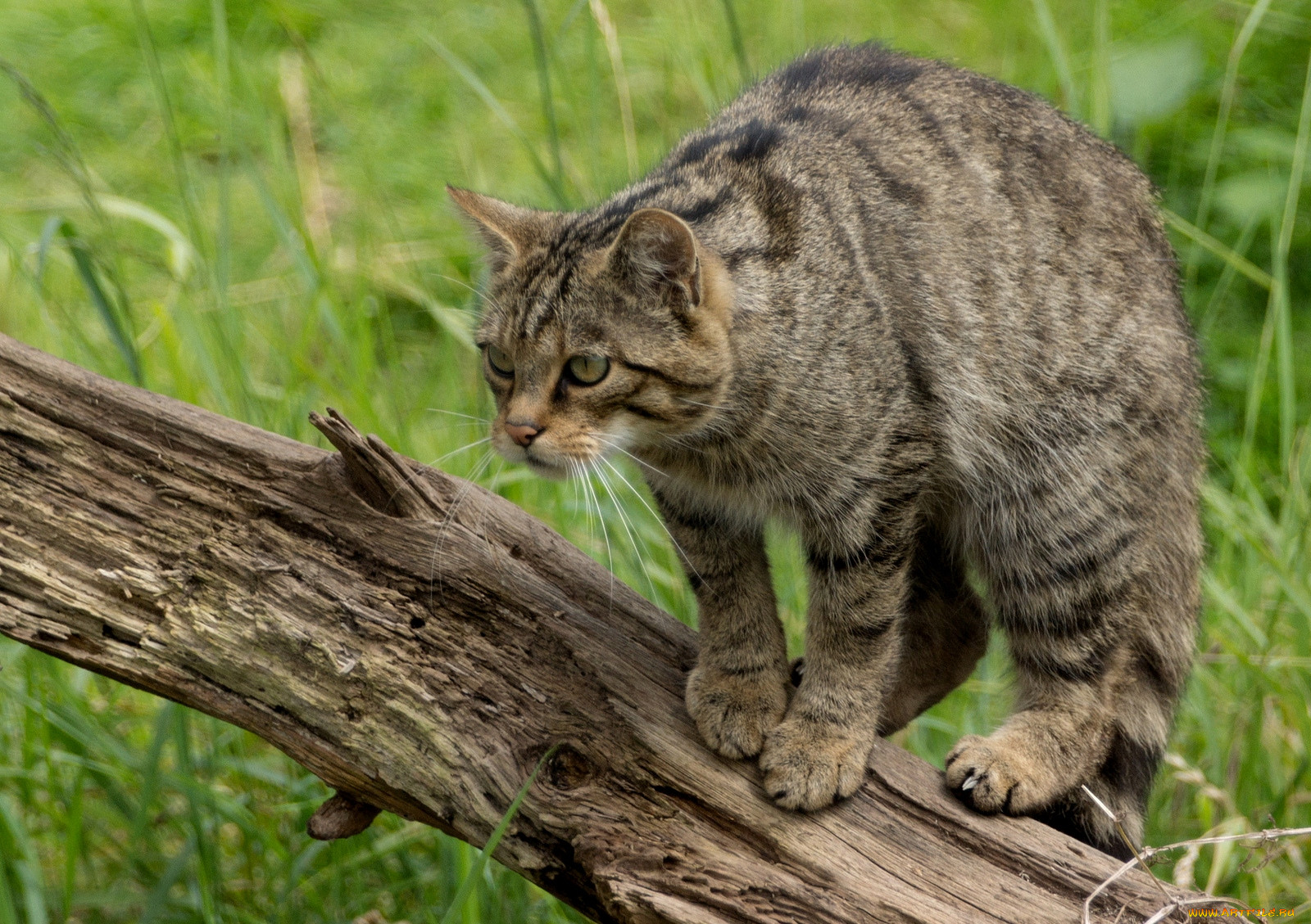 Корни кошка фото